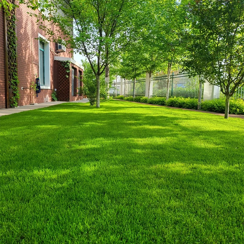 🔥Last Day Promotion 49% OFF🔥🌱2026 Evergreen Dwarf Grass Seed for Four Seasons